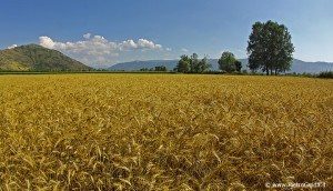 Campo di Grano