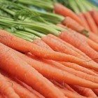 carote-biologiche