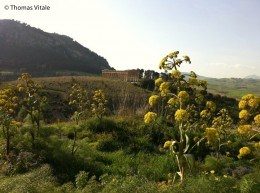 Il Tempio di Segesta