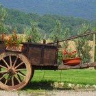 agriturismo fiori in campagna sul carretto