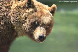 Orso-marsicano-(Pietro-Guida)