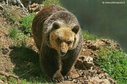 orso marsicano  (2)