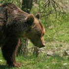 orso marsicano 3