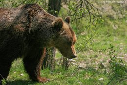 orso marsicano 3