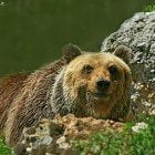 orso marsicano  (4)