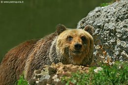 orso marsicano  (4)