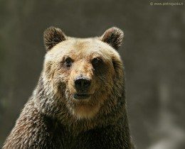 orso marsicano 4