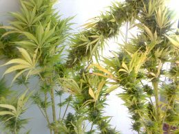marijuana piante