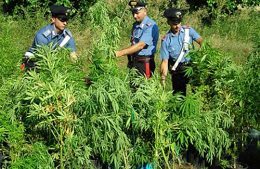 una piantagione di marijuana