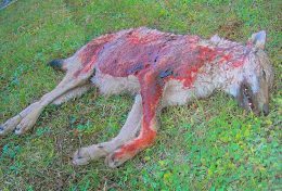 lupo ucciso a fucilate nel parco nazionale d'Abruzzo, nella Marsica 2