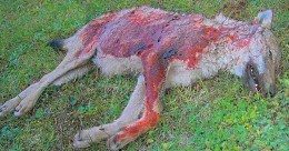 lupo ucciso a fucilate nel parco nazionale d'Abruzzo, nella Marsica