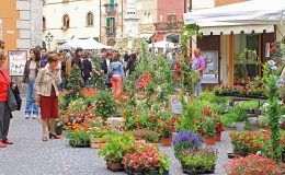 tagliacozzo in fiore mostra mercato (2)