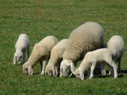 Pecore ovini