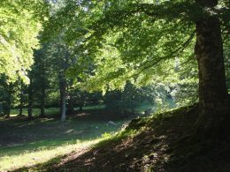 bosco nel parco nazionale d'Abruzzo