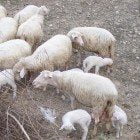 gregge di pecore