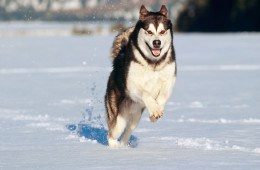 Alaskan Malamute, cane