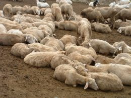 Epidemia tra gli ovini e allevamento di pecore malate