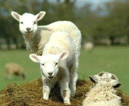 agnellini al pascolo, pronti per la Pasqua