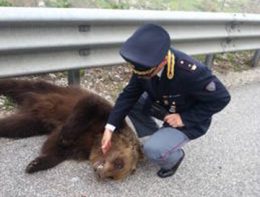 Orso investito su A24