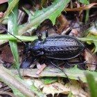 Carabus granulatus interstitialis