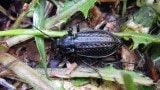 Carabus granulatus interstitialis