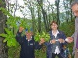 interventi per i castagneti malattia piante  (14)