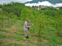 interventi per i castagneti malattia piante  (5)