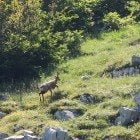 Camosci liberati nel parco Sirente Velino Camoscio (1)