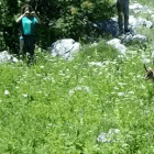 Camosci liberati nel parco Sirente Velino Camoscio (1)