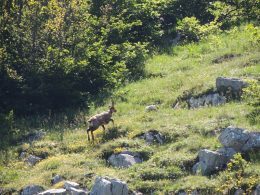 Camosci liberati nel parco Sirente Velino Camoscio (1)