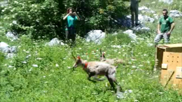 Camosci liberati nel parco Sirente Velino Camoscio (2)