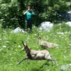 Camosci liberati nel parco Sirente Velino Camoscio (3)