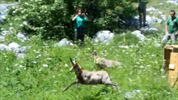 Camosci liberati nel parco Sirente Velino Camoscio (3)