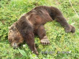 Orso ucciso (3)