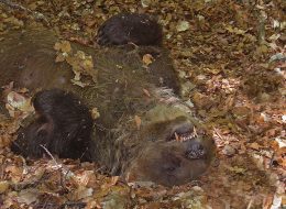 un orso trovato morto nel parco