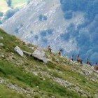 Camosci sul Monte Marsicano, nel Parco nazionale d'Abruzzo