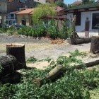 2013.08.06_alberi_avezzano