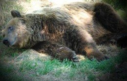 orso investito e morto durante l'intervento