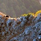 foto orso monte serrone Paolo Forconi