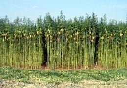 coltivazione di canapa agricola