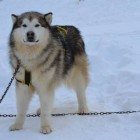 foto camporotondo neve