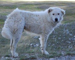 cane pastore abruzzese