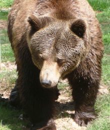 Orso bruno marsicano Foto R. Visci