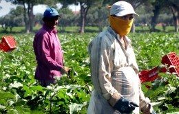 agricoltura lavoro campi immigrazione straniero 2
