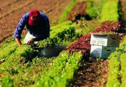 agricoltura lavoro campi immigrazione straniero