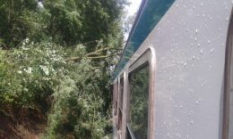 albero treno