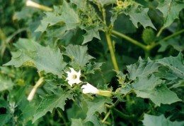 Datura_stramonium stramonio