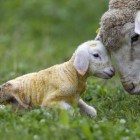 Newborn lambs in Switzerland