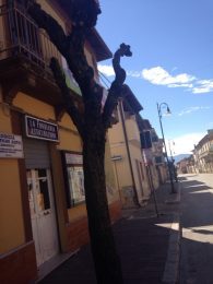 alberi tagliati san benedetto potatura