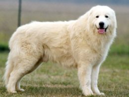 cane pastore maremmano